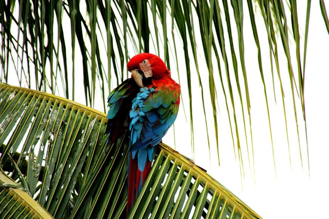 Pousada Maktub Carolina (Maranhao) Exterior foto